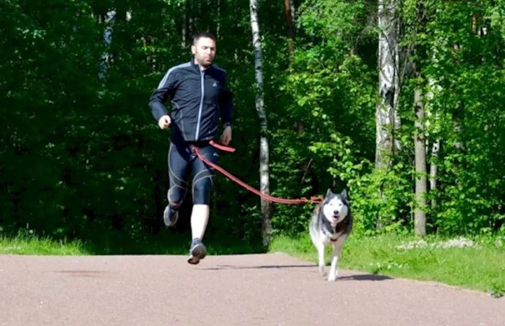 Хозяин, возьми меня с собой!