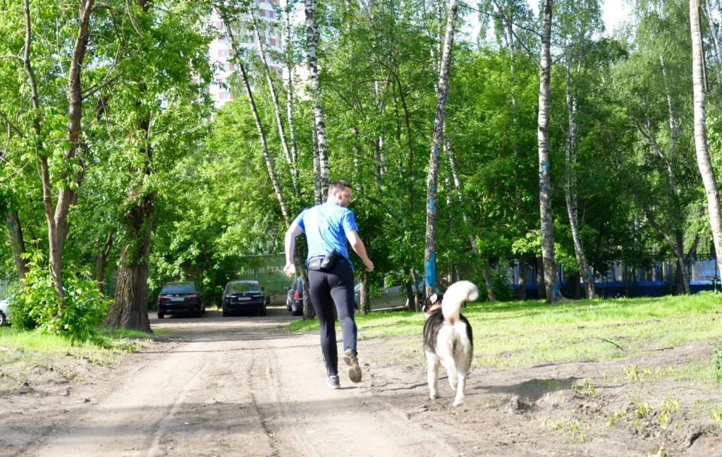 Собака преследует бегуна, следует сбросить темп