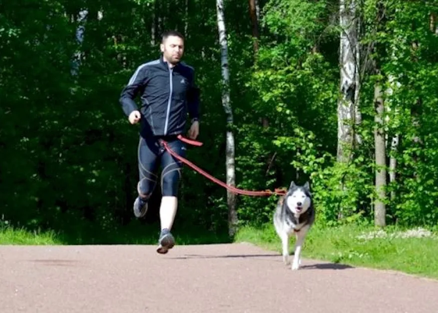 Хозяин, возьми меня с собой!